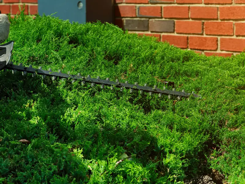 Gardener cuts a hedge with a hedge trimmer in the garden