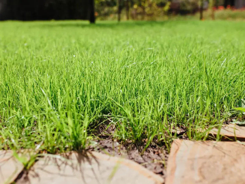 Lush Green Grass and Stone Border in Summer