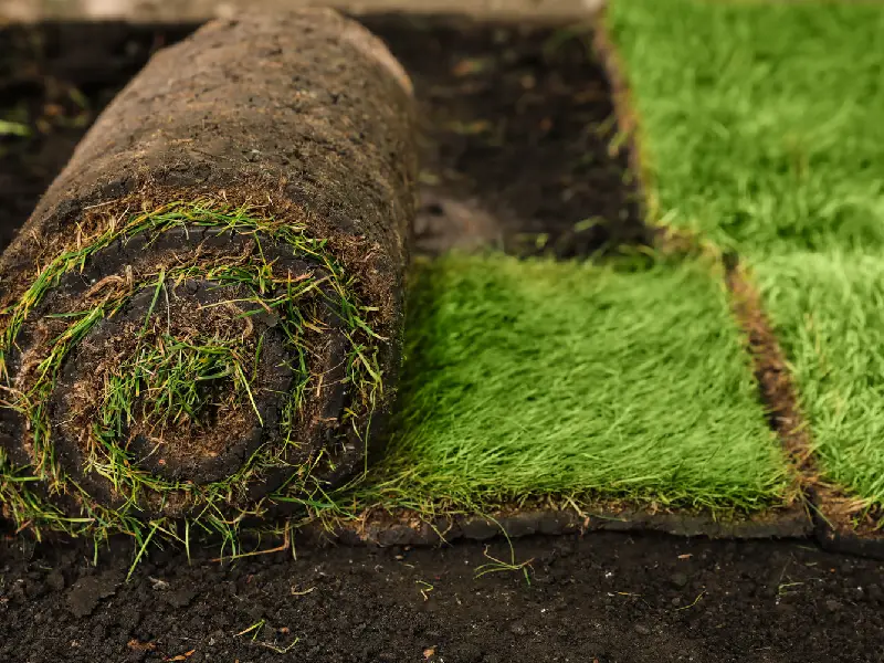 Rolled grass sod on ground in garden, closeup