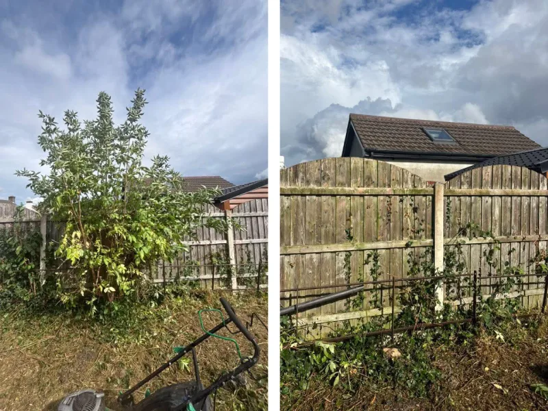 tree removal before and after