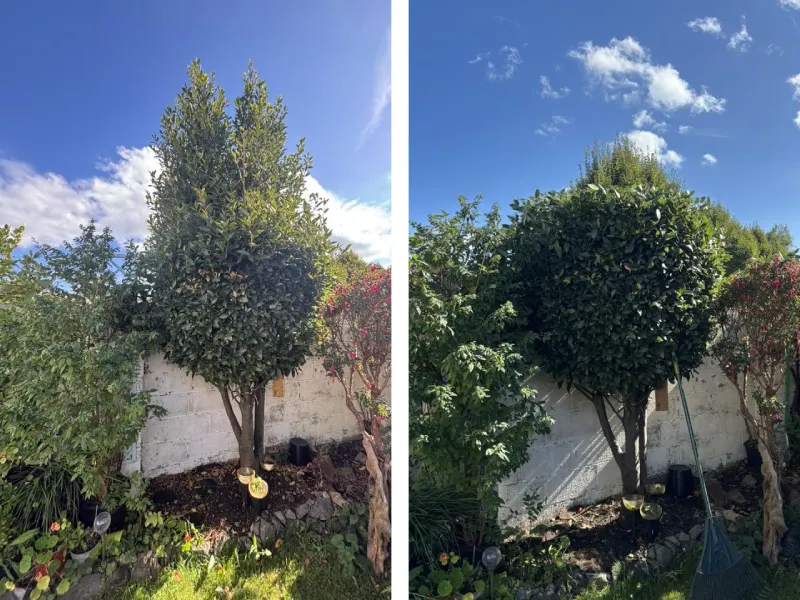 tree trimmed before and after