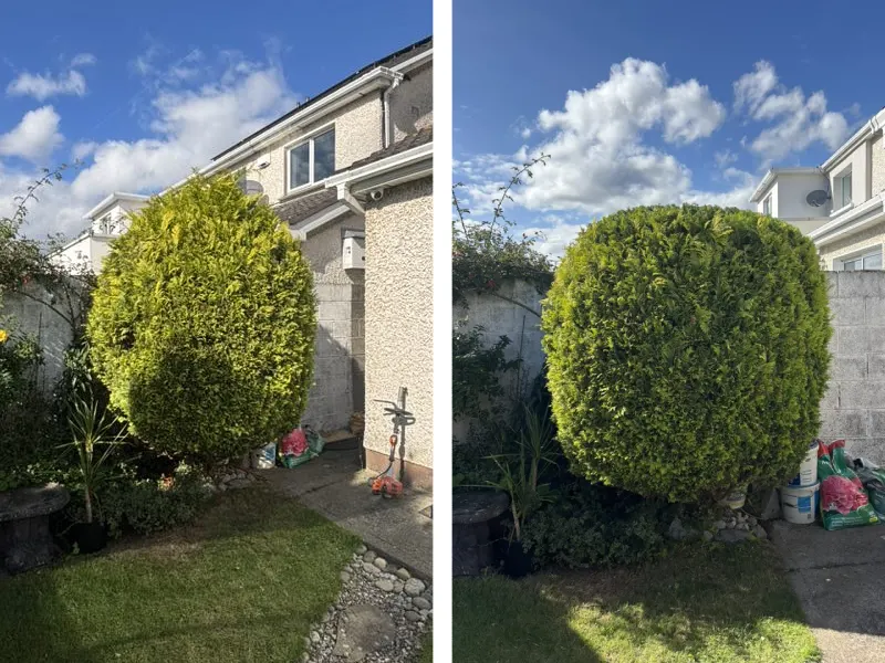 tree trimmed stylistically before and after