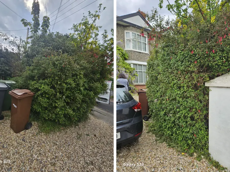 A big hedge before and after it got trimmed